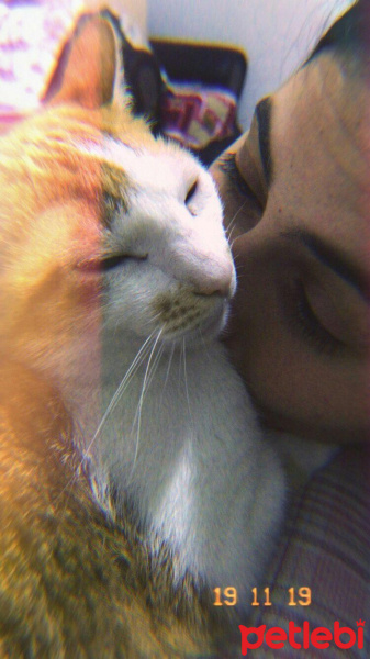 Sarman, Kedi  Sarıgül fotoğrafı
