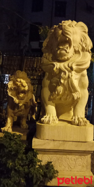 Tekir Kedi, Kedi  Çita fotoğrafı
