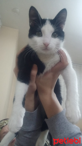 Tekir Kedi, Kedi  Peloş fotoğrafı
