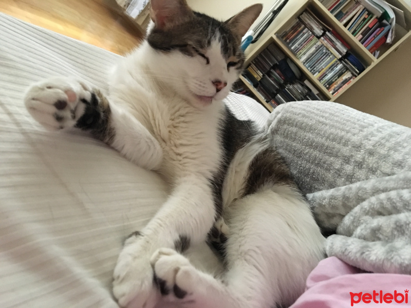 Tekir Kedi, Kedi  Masha fotoğrafı