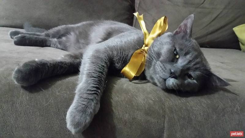 British Shorthair, Kedi  Gece fotoğrafı