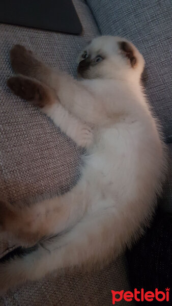 Scottish Fold, Kedi  gölge fotoğrafı