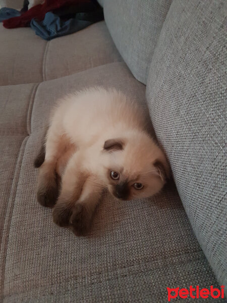 Scottish Fold, Kedi  gölge fotoğrafı