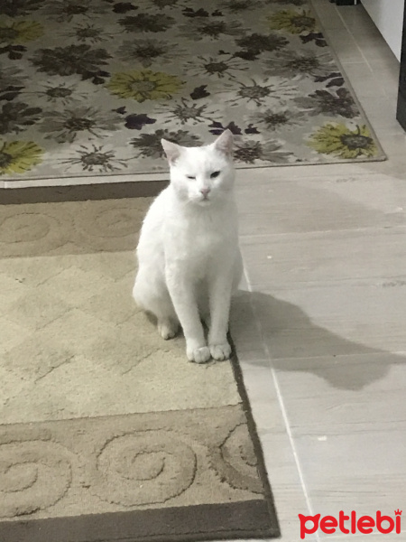 Van Kedisi, Kedi  Sokakta bulduk sahibi yada sahiplenmek isteyen ula fotoğrafı