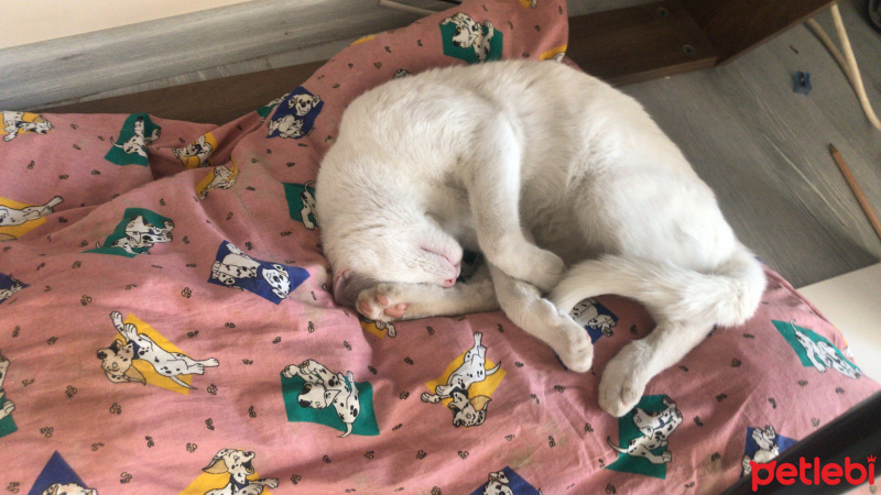Van Kedisi, Kedi  Sokakta bulduk sahibi yada sahiplenmek isteyen ula fotoğrafı