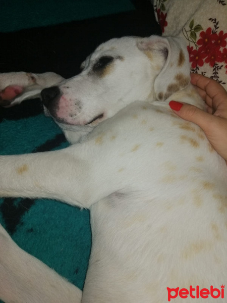 Pointer, Köpek  Şans fotoğrafı