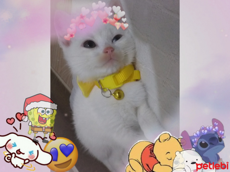 Ankara Kedisi, Kedi  Bulut fotoğrafı