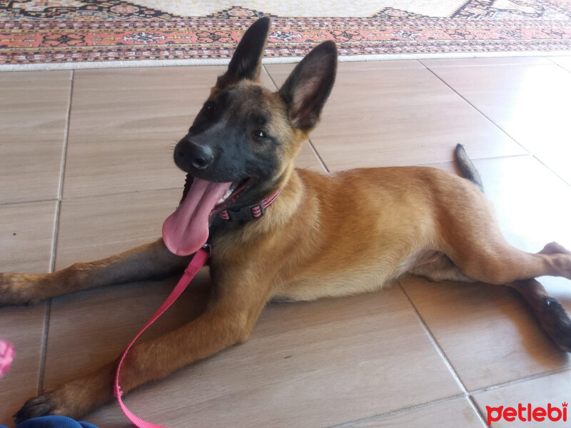 Belçika Malinois, Köpek  Luna fotoğrafı