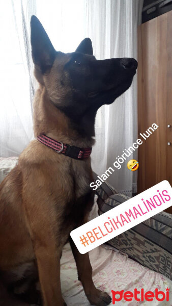 Belçika Malinois, Köpek  Luna fotoğrafı