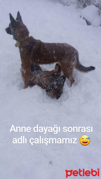 Belçika Malinois, Köpek  Luna fotoğrafı