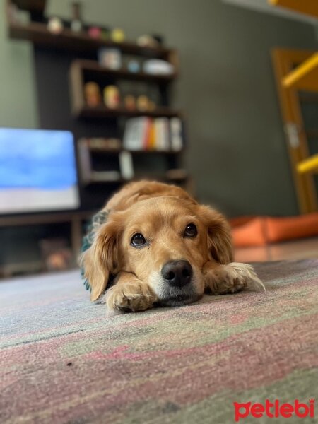 Sokö (Sokak Köpeği), Köpek  Tekila fotoğrafı