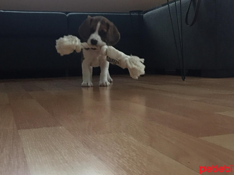 Beagle, Köpek  lima fotoğrafı
