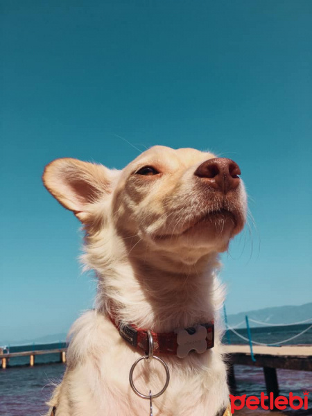 Pappilon, Köpek  Beyaz fotoğrafı