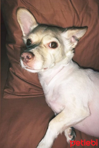 Pappilon, Köpek  Beyaz fotoğrafı