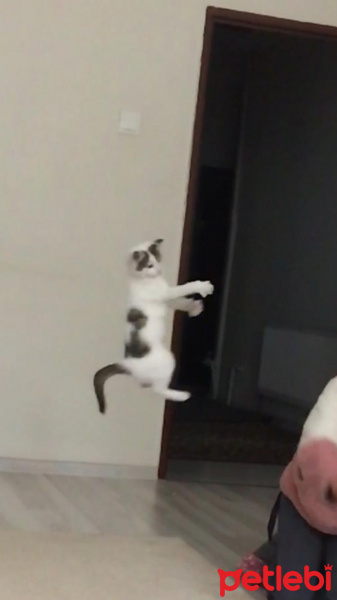 Tekir Kedi, Kedi  Murphy fotoğrafı