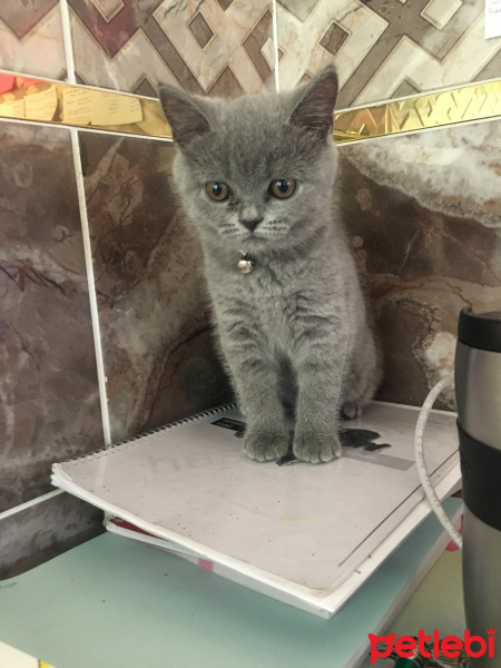 British Shorthair, Kedi  Tomris fotoğrafı
