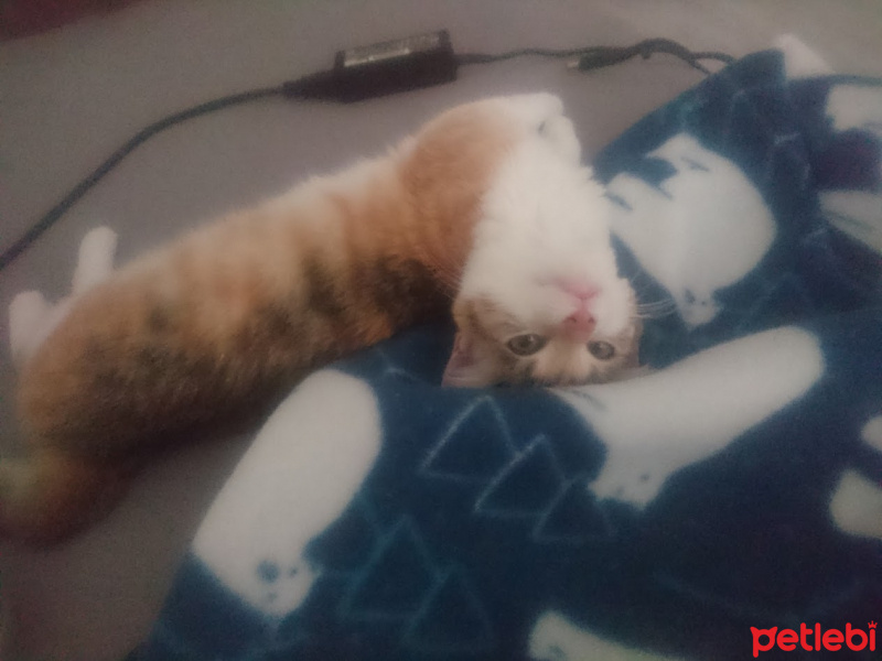 Tekir Kedi, Kedi  Puf fotoğrafı