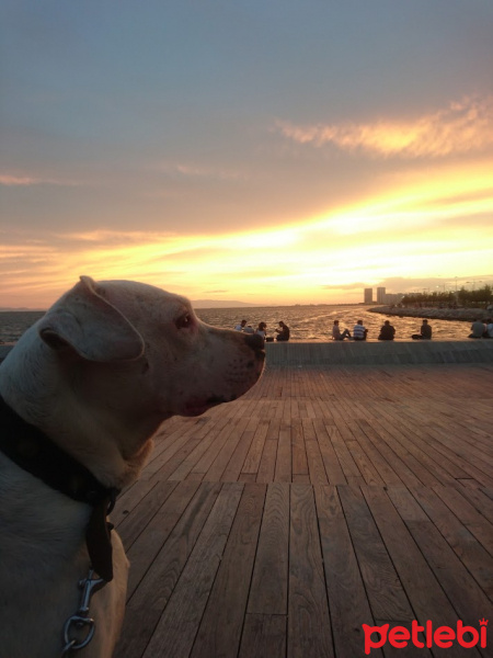 Dogo Arjantin, Köpek  Eva fotoğrafı