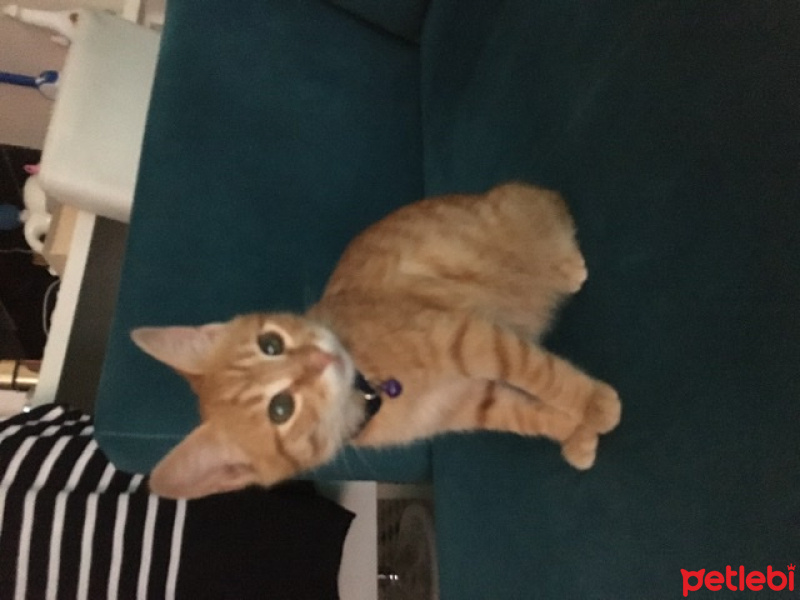 Sarman, Kedi  badem fotoğrafı