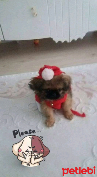Pekingese, Köpek  Pekmez fotoğrafı
