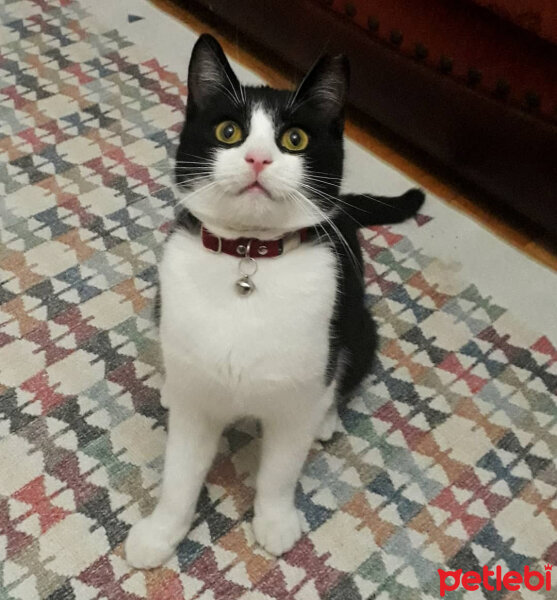 Tuxedo (Smokin) Kedi, Kedi  Kontes fotoğrafı