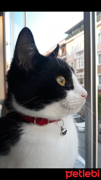 Tuxedo (Smokin) Kedi, Kedi  Kontes fotoğrafı