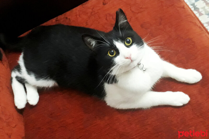 Tuxedo (Smokin) Kedi, Kedi  Kontes fotoğrafı