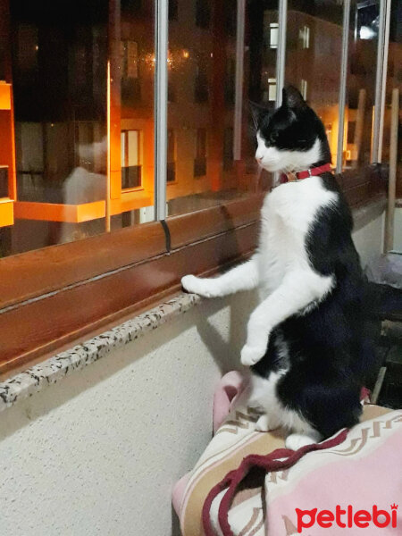 Tuxedo (Smokin) Kedi, Kedi  Kontes fotoğrafı