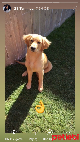 Golden Retriever, Köpek  Tarçın fotoğrafı