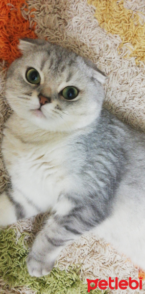 Scottish Fold, Kedi  Tron fotoğrafı