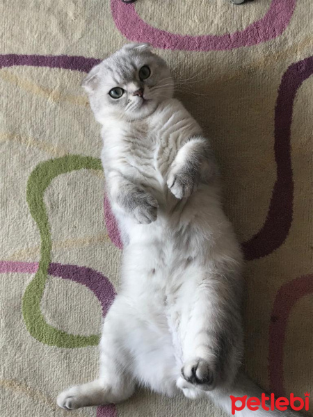 Scottish Fold, Kedi  Tron fotoğrafı
