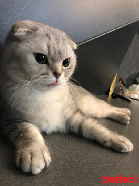 Scottish Fold, Kedi  Tron fotoğrafı