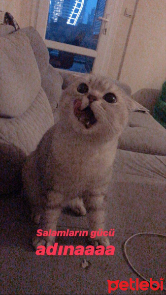 Scottish Fold, Kedi  Tron fotoğrafı