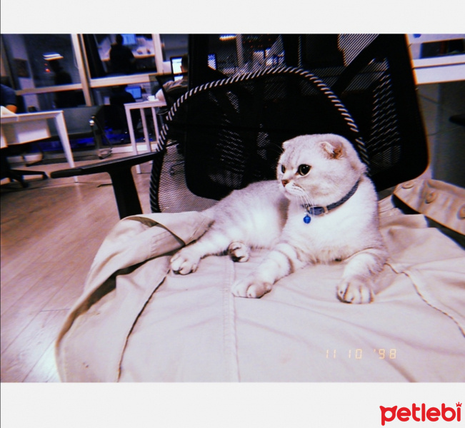 Scottish Fold, Kedi  Tron fotoğrafı