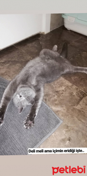 British Shorthair, Kedi  Ripple fotoğrafı