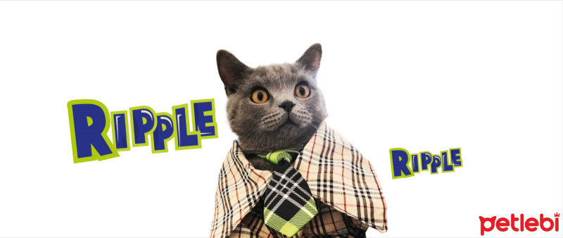 British Shorthair, Kedi  Ripple fotoğrafı