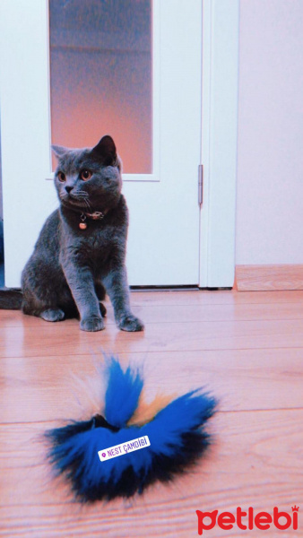 British Shorthair, Kedi  Ripple fotoğrafı