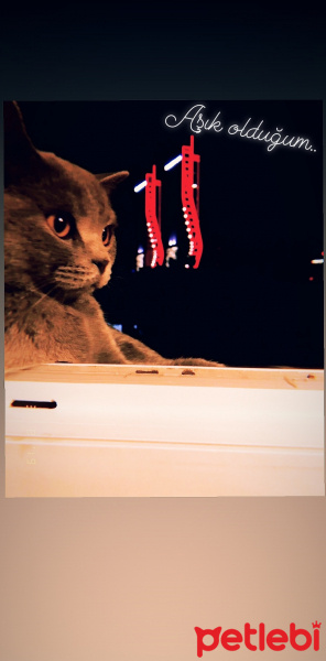 British Shorthair, Kedi  Ripple fotoğrafı
