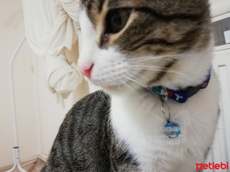 Tekir Kedi, Kedi  Fındık fotoğrafı