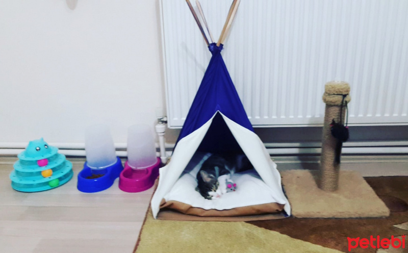 Tekir Kedi, Kedi  Fındık fotoğrafı