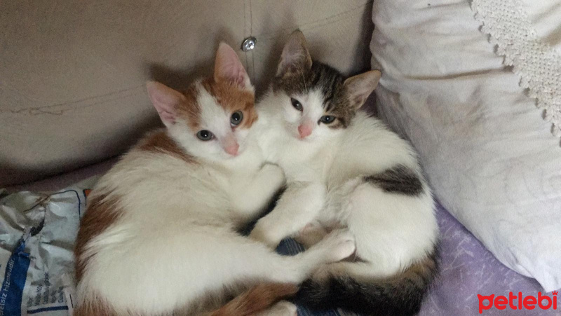 Kashmir , Kedi  Çeto & meto fotoğrafı