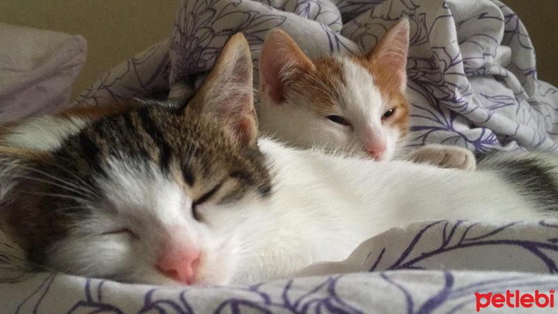 Kashmir , Kedi  Çeto & meto fotoğrafı