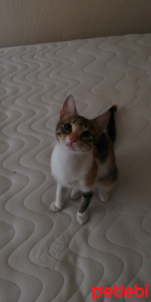 Sarman, Kedi  Leydi/Leo fotoğrafı