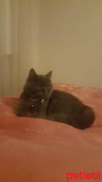 British Shorthair, Kedi  PakizeMia fotoğrafı