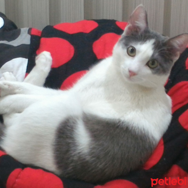 Tekir Kedi, Kedi  Osman fotoğrafı