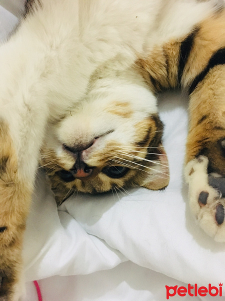 Tekir Kedi, Kedi  Mıncır fotoğrafı