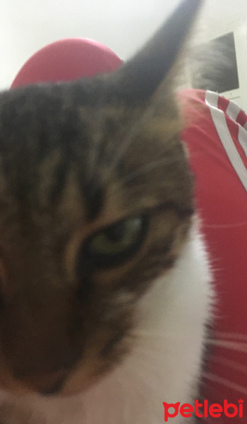 Tekir Kedi, Kedi  Mıncır fotoğrafı