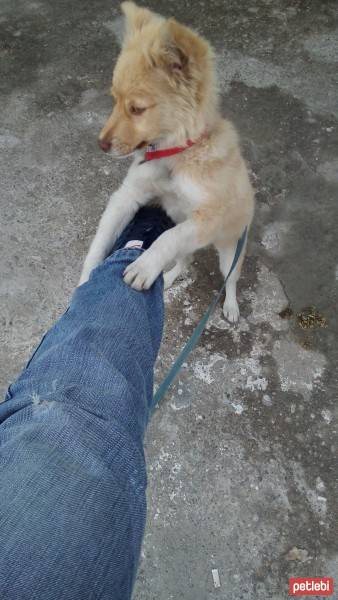 Golden Retriever, Köpek  arkadaş fotoğrafı