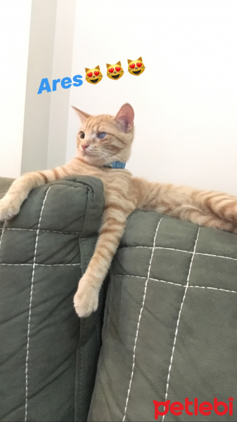 Sarman, Kedi  Ares fotoğrafı
