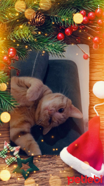 Sarman, Kedi  Ares fotoğrafı